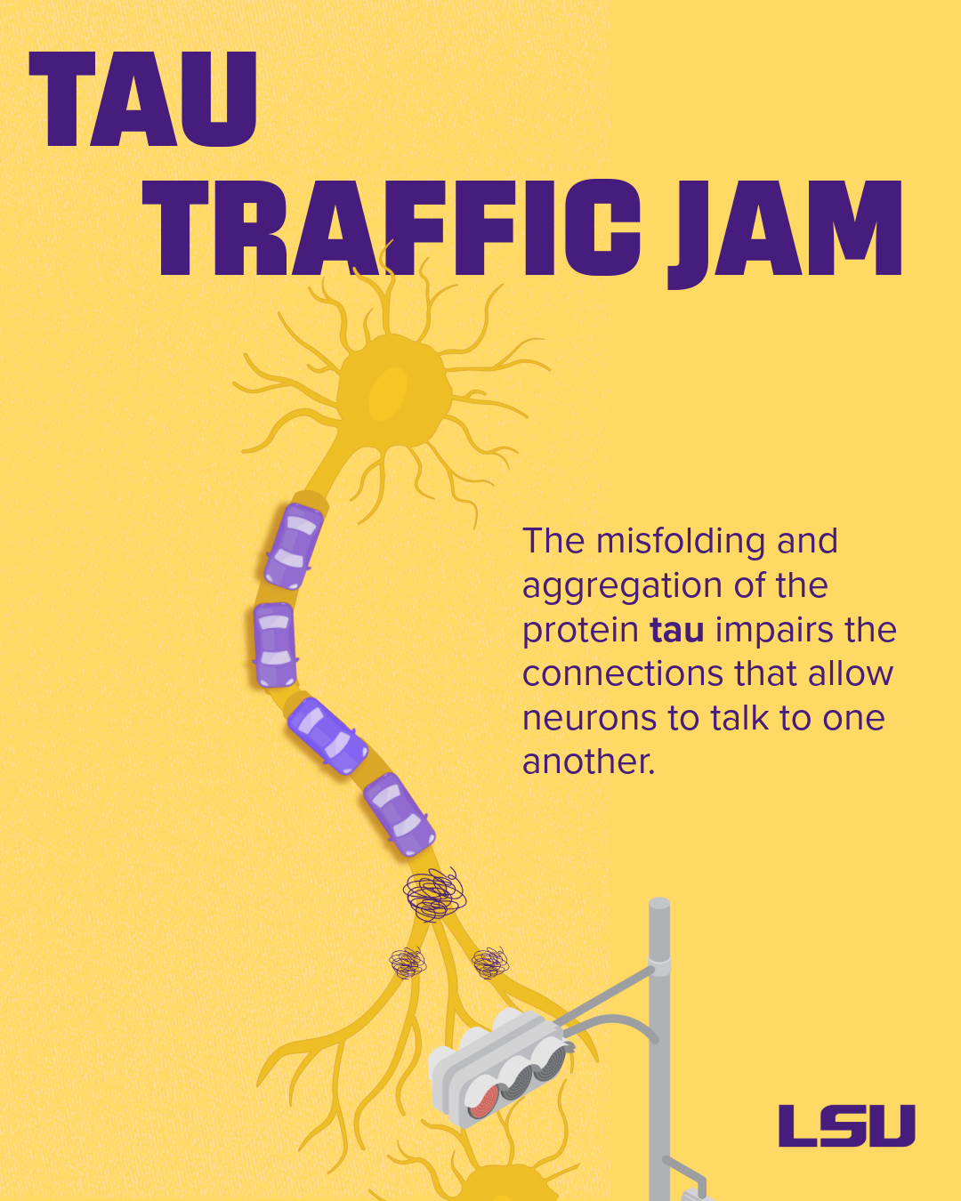 Protein aggregates can hinder the movement of critical proteins up and down the axon of a neuron, which is the long “arm” of the neuron that is responsible for carrying electrical signals to a neighboring neuron. 